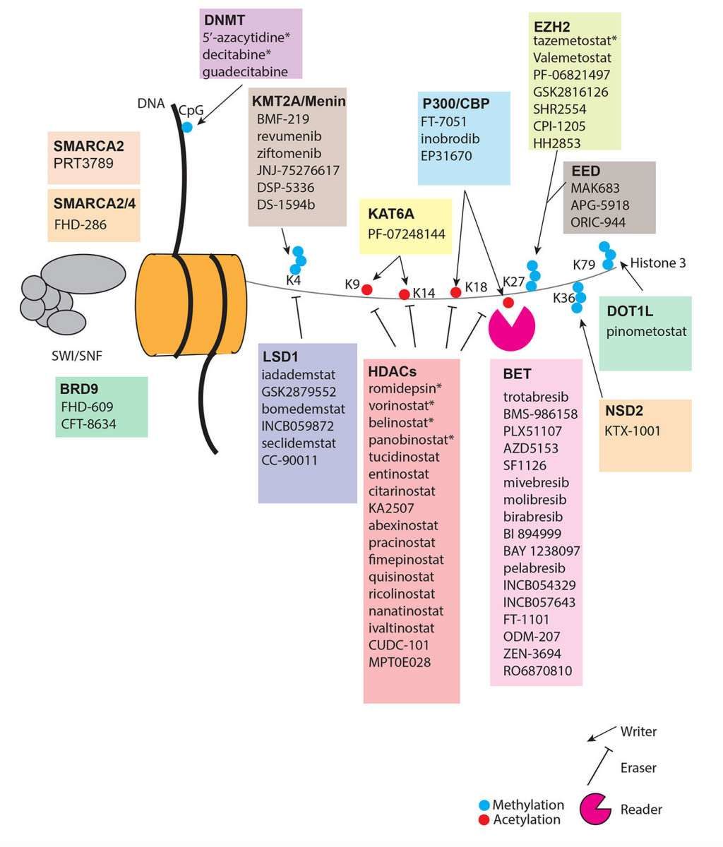Overview of epigenetic therapeutic approaches in oncology (Mabe et al., 2024)